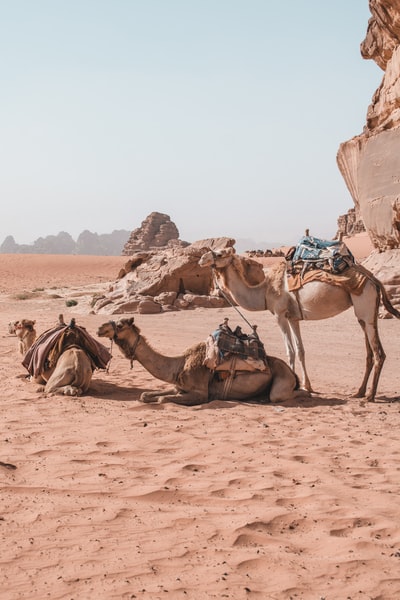三只棕色的骆驼白天在沙漠上